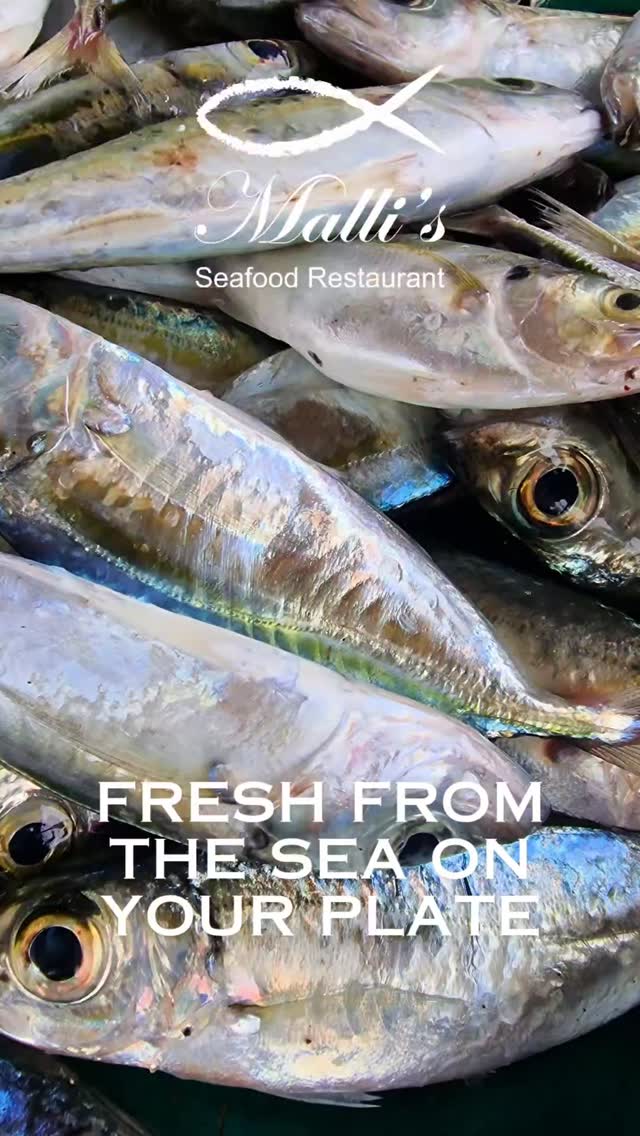 🌊🎣 The Variety of Sri Lankan Seafood 🐟🦐🦞

Early this morning, we were with our local fishermen, capturing the incredible range of fish found in Sri Lankan waters. These images showcase the diversity of seafood in Sri Lanka — some of which feature on the menu at Malli’s Seafood Restaurant Riverside.

A celebration of local waters, traditions, and flavours, enjoyed by the river. 🌴✨

Join us and experience the taste of Sri Lanka.

#MallisSeafood
#SriLankanSeafood
#SeafoodVariety
#BentotaDining
#RiversideVibes