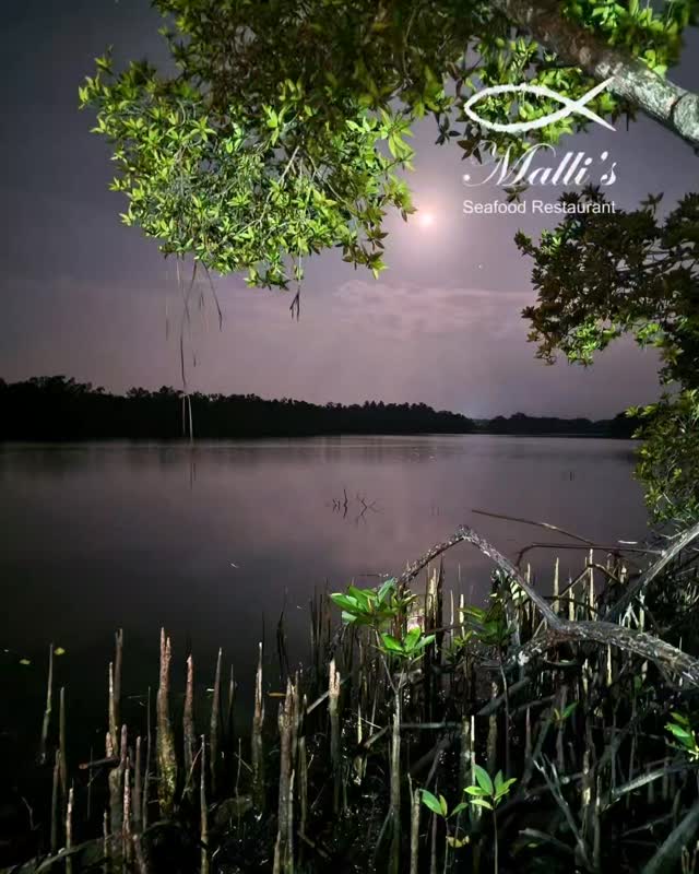 Malli's Seafood Restaurant Riverside is thrilled to be recognized as 'Best Seafood Restaurant Riverside - Sri Lanka 2025' by the LUXlife Magazine Bar and Restaurant Awards 2025. Located right by the Bentota River, we are dedicated to serving exceptionally fresh seafood. We offer a high-quality, authentic dining experience that provides excellent value for all our guests. We look forward to welcoming you!

#MallisSeafoodRestaurant #Restaurant #Bentota #SriLanka #seafood
