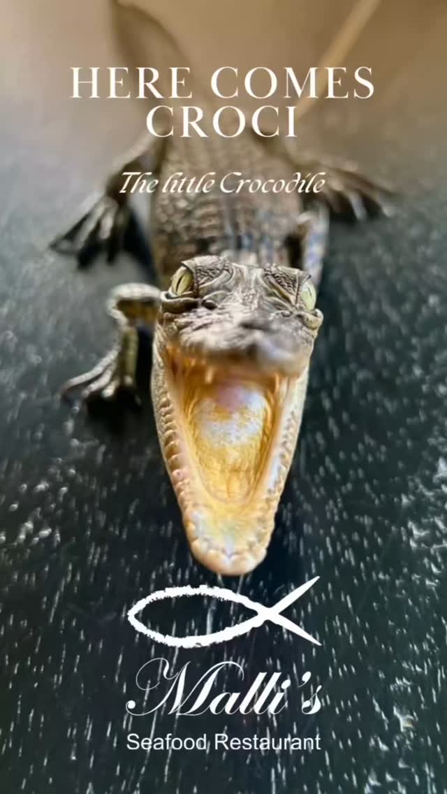🐊✨ Reposting one of our favorite wild moments from almost a year ago — meet Croci!

This baby crocodile appeared at Malli’s Seafood Restaurant Riverside, calm and curious. We kept an eye on him, looked after him for a few days, and then released him safely back into the Bentota River — where he truly belongs. 🌊🐊🇱🇰

It was a rare and unforgettable encounter with nature — right here on our doorstep.

💡 And just to be clear: No, we don’t serve crocodile! 😉
Only fresh seafood and peaceful riverside vibes.

📍Malli’s Seafood Restaurant Riverside – Bentota

#Repost #BabyCrocodile #BentotaRiverBeauty #MallisSeafoodRestaurant #WildSriLanka #NatureEncounters #SriLankaWildlife #RespectNature #VisitSriLanka #RiversideLife
